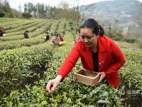 马坡茶开采啦