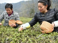 马坡茶开采啦