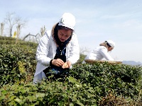 大寨山的茶香了