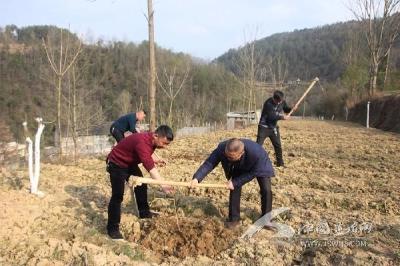 红岩：开展义务植树 扶贫又植“富”【图】