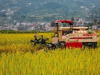 又是稻香谷黄时……