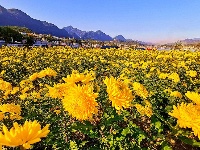 菊花灼灼 凌霜傲放