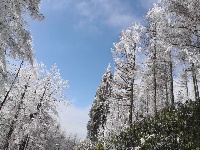 雪后初晴, 玉树琼枝, 掩映如画，长岭岗欢迎您!