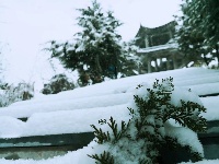 雪后初晴, 玉树琼枝, 掩映如画，长岭岗欢迎您!