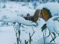 雪后初晴, 玉树琼枝, 掩映如画，长岭岗欢迎您!