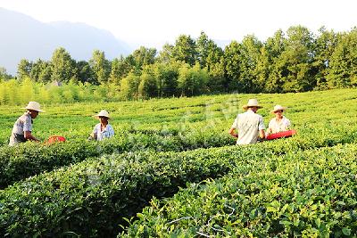 秋茶采摘忙　金果坪茶农获“红利”