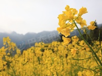 图集│春染牛洞 花漾乡情