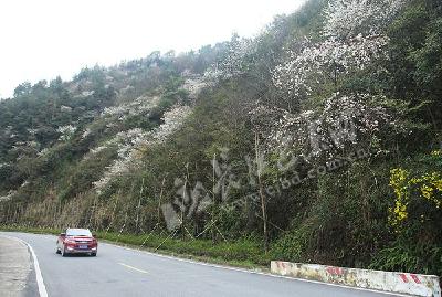 神农谷樱花绽放　缤纷烂漫惹人醉（图）