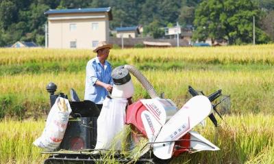 巴东：层层梯田美如画