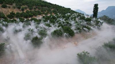 湖北巴东：水肥一体化系统喷出柑橘丰收美景