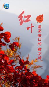 红叶是巴东巫峡口的散文诗 