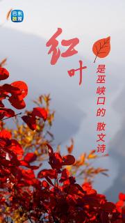 红叶是巴东巫峡口的散文诗 