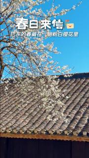 春日来信   巴东的春藏在一树粉白樱花里