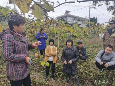 中科院武汉植物园专家为咸丰高峰村猕猴桃冬管支招