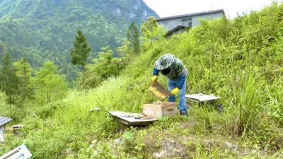 咸丰：“生态蜂”带来“好钱景”“蜜”谋乡村振兴新路子