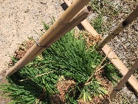 世硒农科富硒贡米种植基地首届插秧节在沙道沟举行
