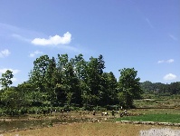 世硒农科富硒贡米种植基地首届插秧节在沙道沟举行