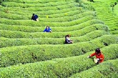 用心做茶 诚心做人——郑时兵