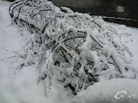 宣恩入冬第一场雪，银装素裹美如画