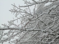 椿木营雪景美如画