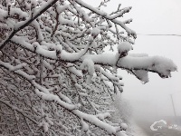 椿木营雪景美如画