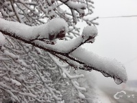 椿木营雪景美如画