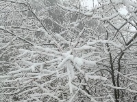 椿木营雪景美如画