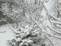 椿木营雪景美如画