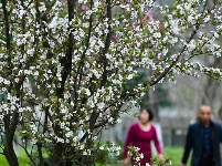 宣恩：春回大地花斗艳