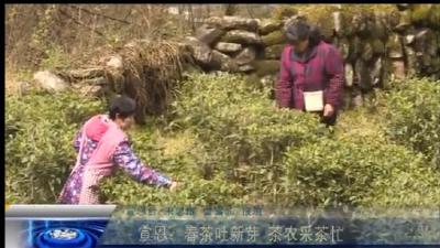 宣恩：春茶吐新芽 茶农采茶忙