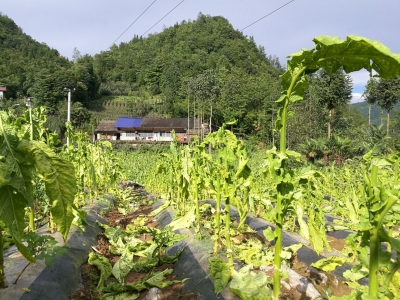 昨日沙道沟镇棕溪村遭受冰雹灾害