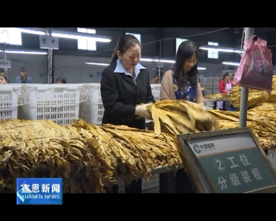 我县2018年度烟叶收购正式开秤