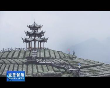 随手拍：伍家台“冰雪茶园”润新景