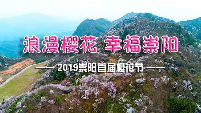 2019崇阳首届樱花节