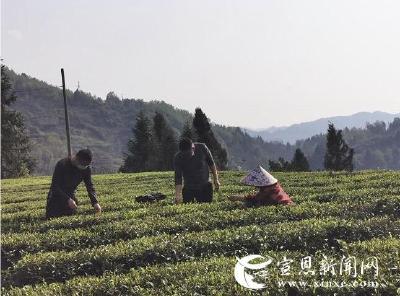  尖刀班助农保春耕