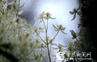 铁线莲竞相绽放美轮美奂