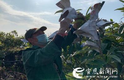 不负好春光 田间春管忙  