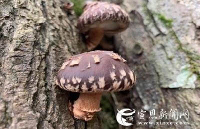 香菇丰收 俏销市场