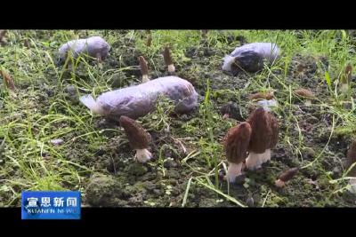 晓关：又到一年采“菌”时