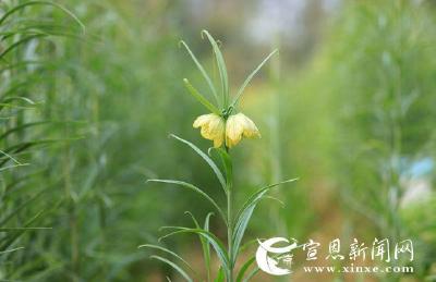 贝母花开又是一年
