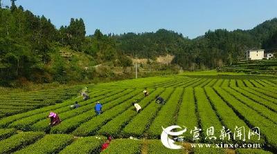 春分时节 茶农采茶忙