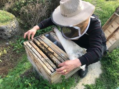 养蜂产业甜蜜复苏