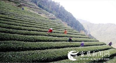 春到田头采茶忙