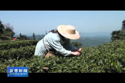 珠山镇芭蕉坨村：春耕复产采茶忙
