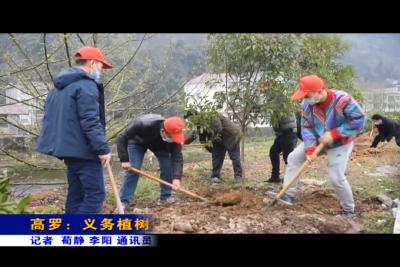 高罗：义务植树美家园
