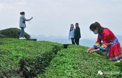 央视聚焦宣恩伍家台贡茶，吸引全国百万人点击观看！