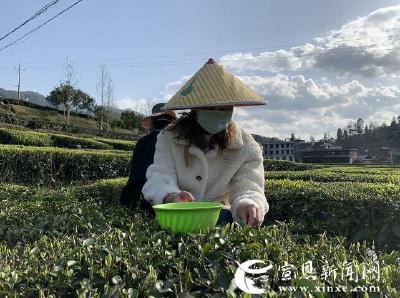春茶香 复工忙