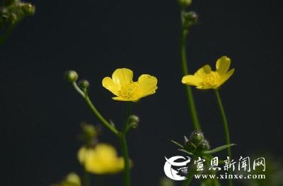 花不知名分外娇