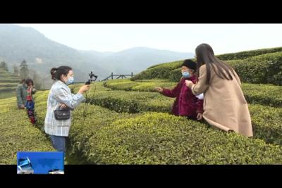 央视网络明日将直播我县疫情之下的春茶采收情况