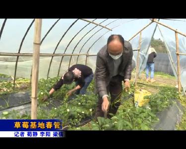 草莓基地春管忙